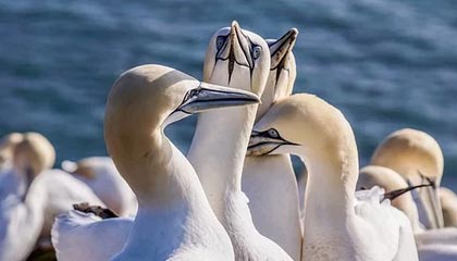 B体育官网_国王赫尔特40分，击败湖人，赫尔特虎扑