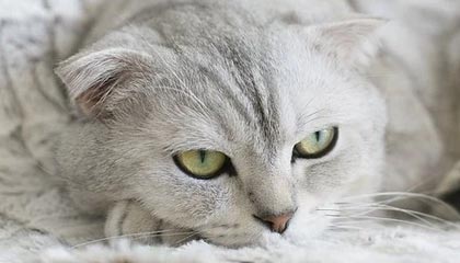 B sports_ 专访：奥运游泳选手分享训练与比赛的秘密，奥运游泳1v7